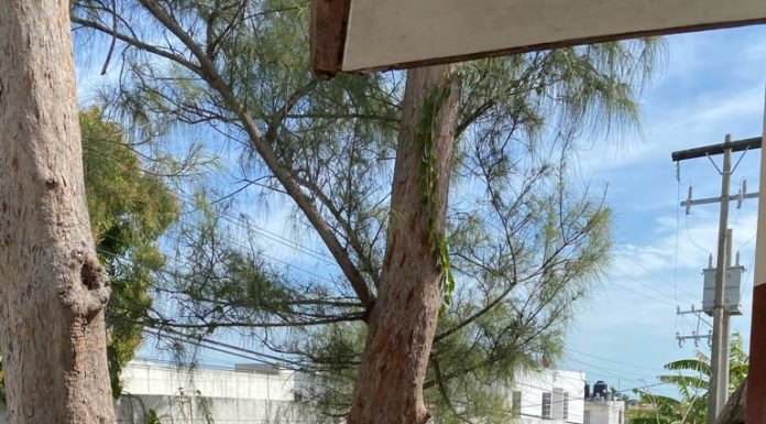 Restaurará ITIFE escuelas del sur afectadas por vientos