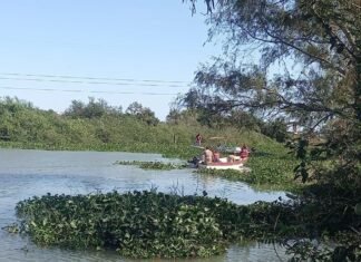Realiza Compa Sur retiro de Lirio Acuático en la Bocatoma
