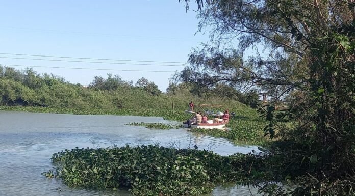Realiza Compa Sur retiro de Lirio Acuático en la Bocatoma