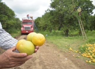 Continúa Gobierno de Tamaulipas con monitoreo y control del cancro de los cítricos