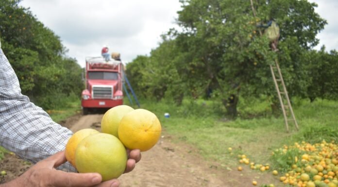 Continúa Gobierno de Tamaulipas con monitoreo y control del cancro de los cítricos