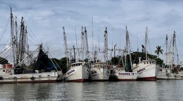 Es flota camaronera tamaulipeca, la más grande del Golfo de México