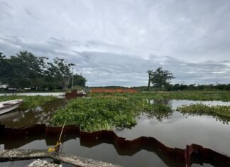 Retira COMAPA SUR lirio acuático de la la bocatoma de Planta Altavista