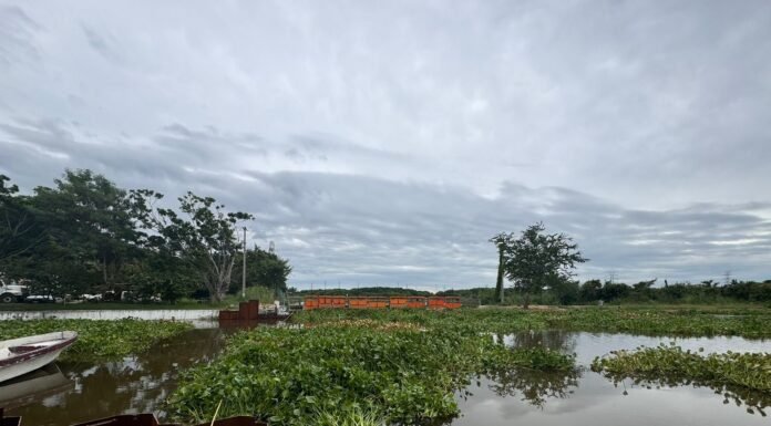 Retira COMAPA SUR lirio acuático de la la bocatoma de Planta Altavista