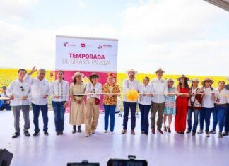 Respalda Gobierno de Tamaulipas promoción de campos de girasoles