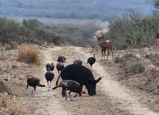 Lanzan convocatoria para torneo de cacería del Guajolote Río Grande