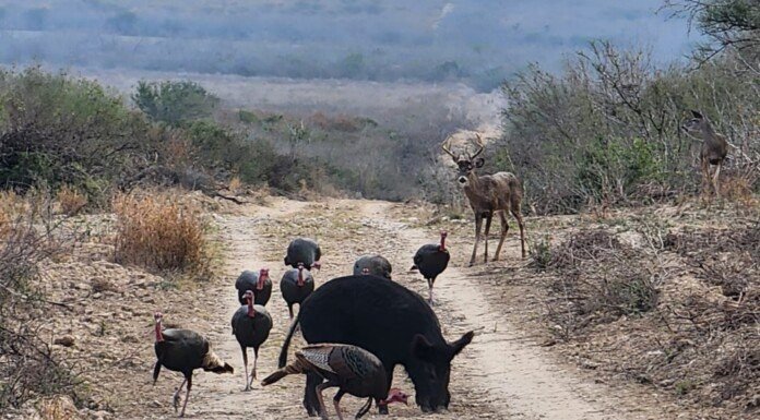 Lanzan convocatoria para torneo de cacería del Guajolote Río Grande