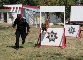 De compañeros a familia: policía de la Guardia Estatal adopta a canino retirado