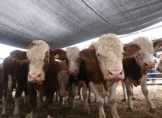 Prepara Desarrollo Rural evento de Mejoramiento Genético 2025