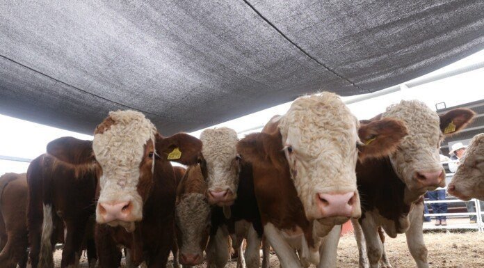 Prepara Desarrollo Rural evento de Mejoramiento Genético 2025