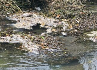 Activan respuesta inmediata por mortandad peces en canal de El Mante