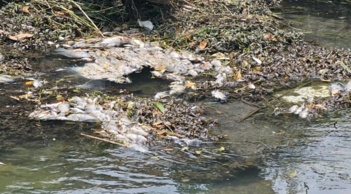Activan respuesta inmediata por mortandad peces en canal de El Mante
