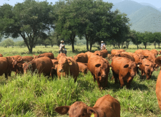 Con protocolos efectivos, Tamaulipas sigue libre de plagas pecuarias