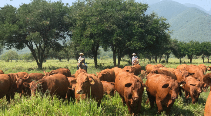 Con protocolos efectivos, Tamaulipas sigue libre de plagas pecuarias