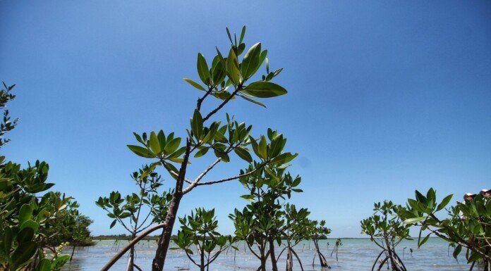 Reforesta SEDUMA litoral para cuidar comunidades y biodiversidad
