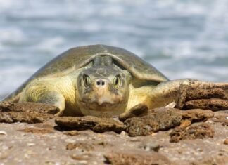 Continúa temporada de anidación de tortuga lora; se resguardan más de 28 mil huevos