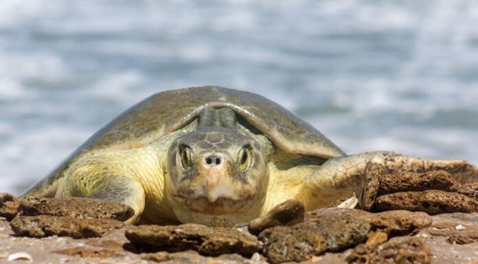 Continúa temporada de anidación de tortuga lora; se resguardan más de 28 mil huevos