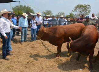 Productores de Soto la Marina acceden a sementales con subsidio estatal