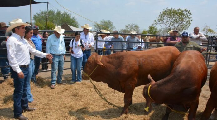 Productores de Soto la Marina acceden a sementales con subsidio estatal